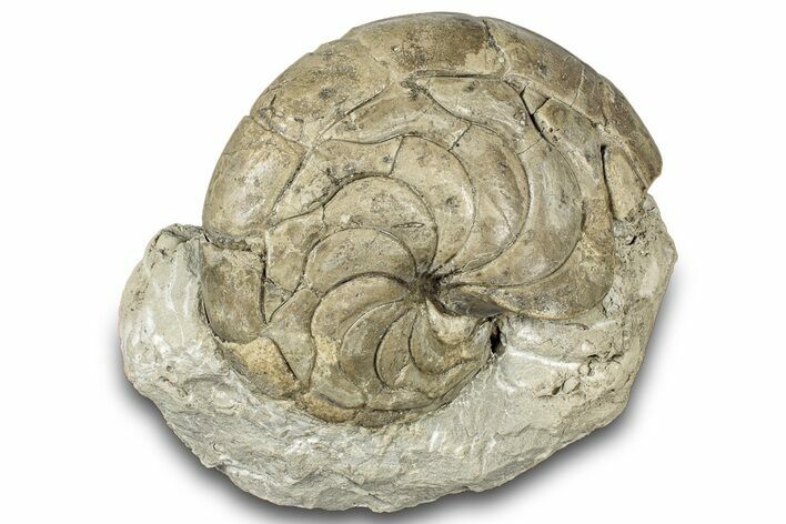 Fossil Nautilus (Aturia) - Boujdour, Morocco #300025